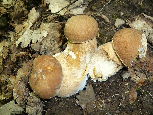 hríb dubový Boletus reticulatus Schaeff.