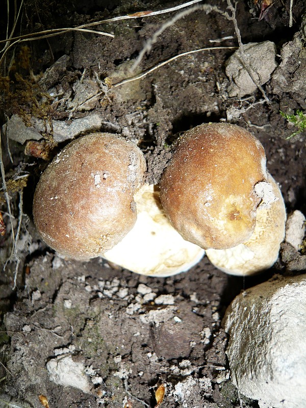 hríb dubový Boletus reticulatus Schaeff.