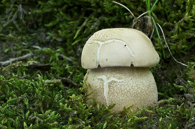 hríb dubový Boletus reticulatus Schaeff.