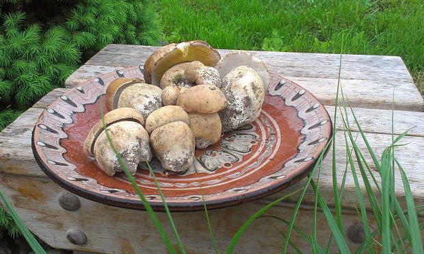 hríb dubový Boletus reticulatus Schaeff.