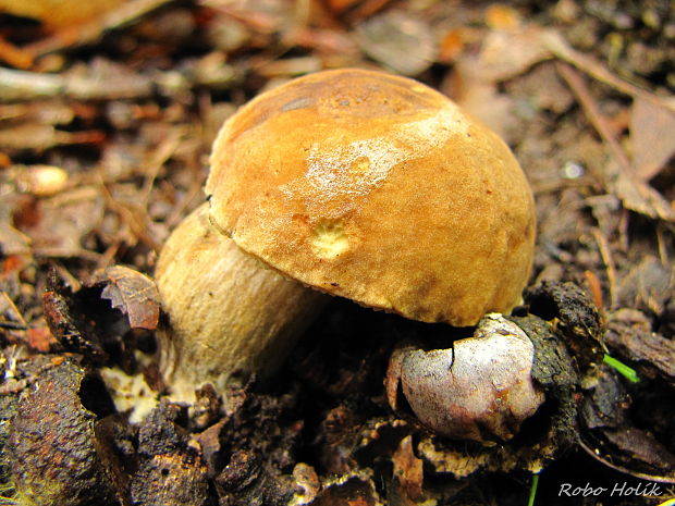 hríb dubový Boletus reticulatus Schaeff.