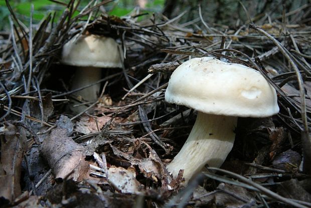 čírovnica májová Calocybe gambosa (Fr.) Donk