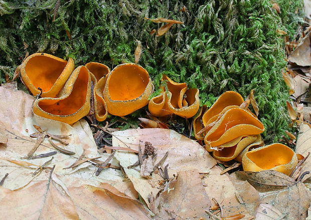 pohárovka ohnivá Caloscypha fulgens (Pers.) Boud.