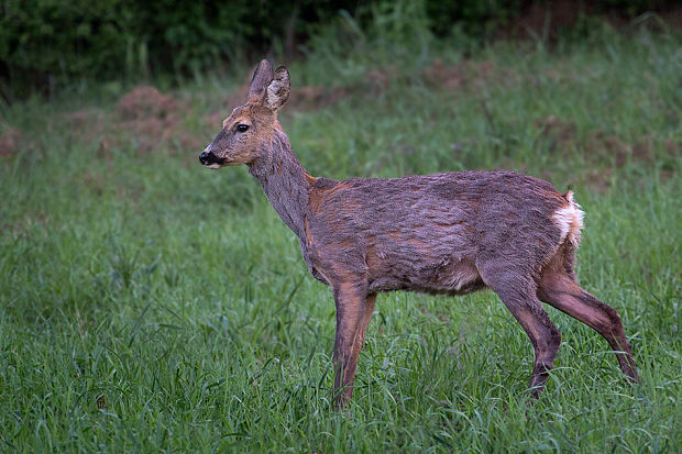 srnec hôrny Capreolus capreolus