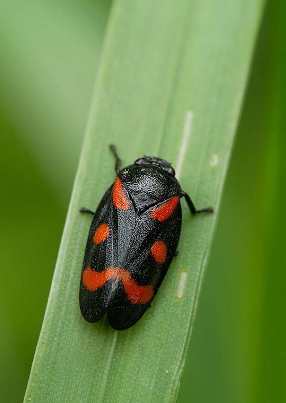 . Cercopis arcuata