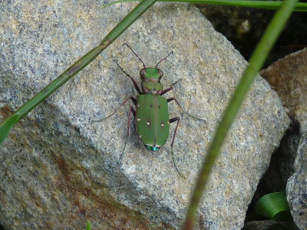 svižník poľný  Cicindela campestris