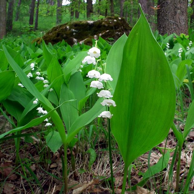 konvalinka voňavá Convallaria majalis L.