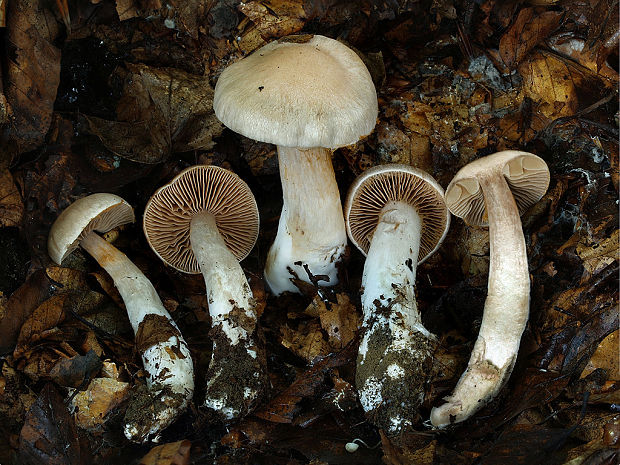 pavučinovec izabelový Cortinarius triformis var. isabellae (R.Henry) Bidaud & Reumaux