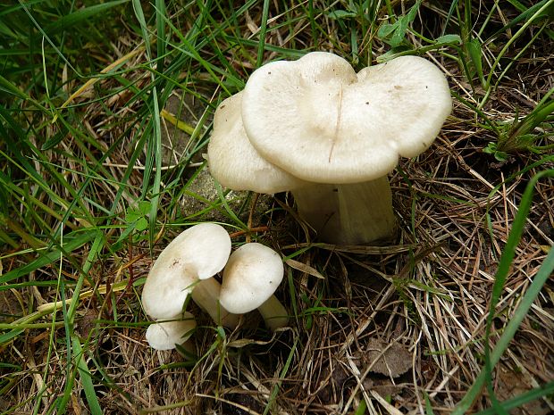 hodvábnica jarná Entoloma clypeatum (L.) P. Kumm.