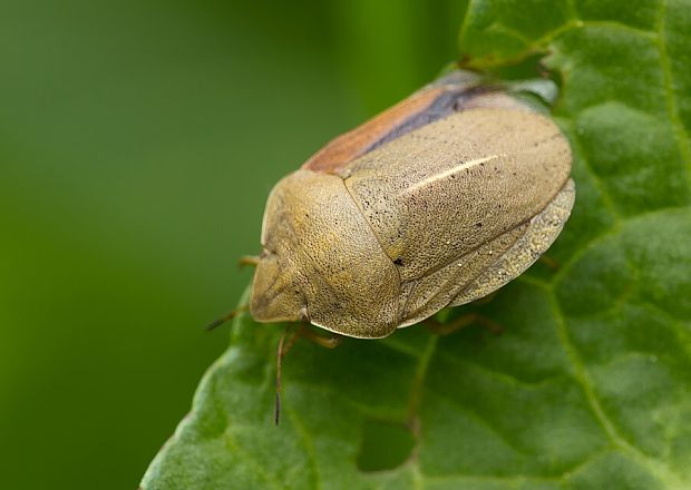 . Eurygaster austriaca