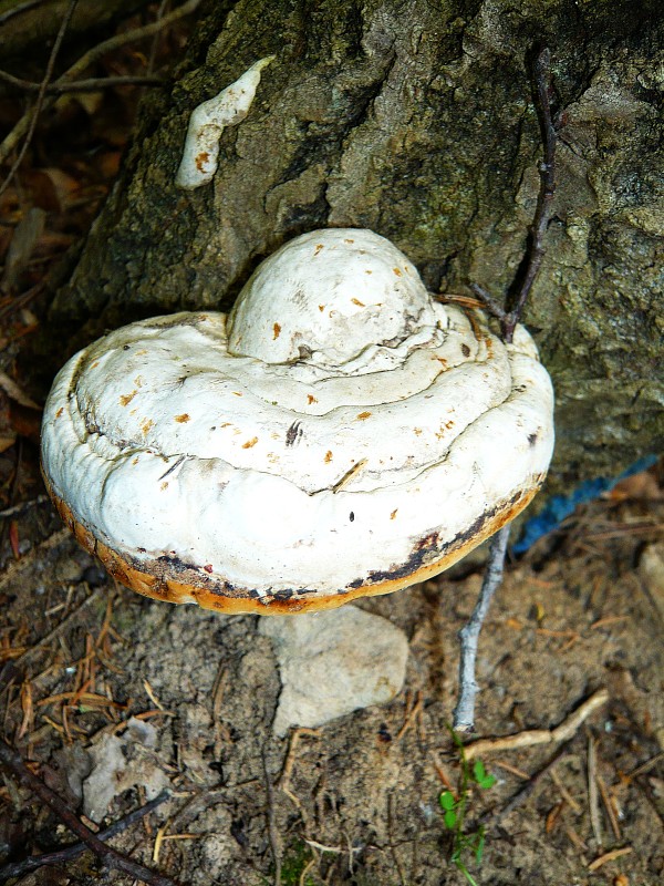 práchnovec kopytovitý Fomes fomentarius (L.) J.J. Kickx