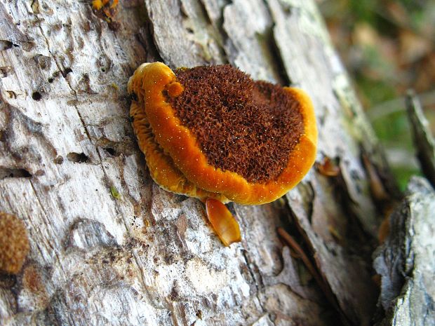 trámovka plotová Gloeophyllum sepiarium (Wulfen) P. Karst.