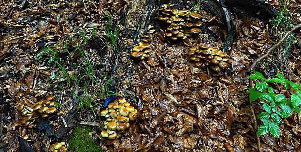 strapcovka zväzkovitá Hypholoma fasciculare (Huds.) P. Kumm.