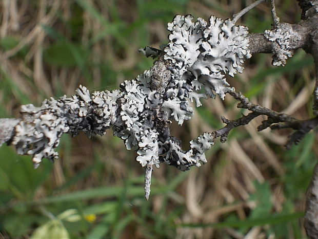 diskovka bublinatá Hypogymnia physodes (L.) Nyl.