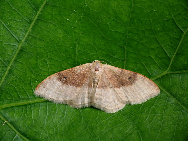 piadica premenlivá Idaea degeneraria