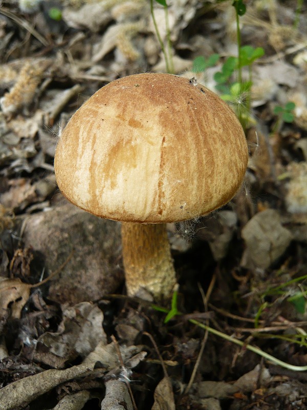 kozák brezový Leccinum scabrum (Bull.) Gray