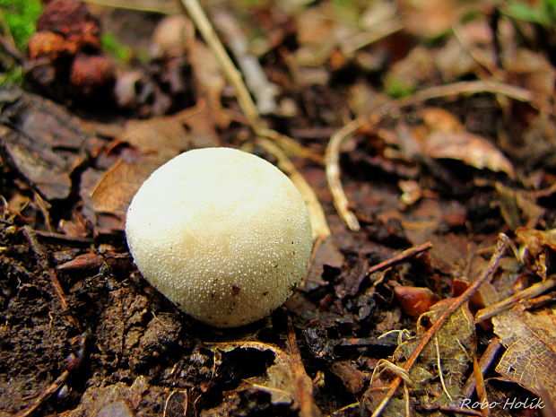 prášnica Lycoperdon sp.