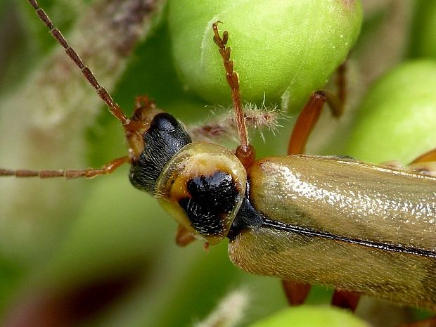 snehulčík Metacantharis clypeata Fiori