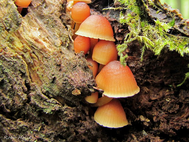 prilbička žltohlúbiková Mycena renati Quél.