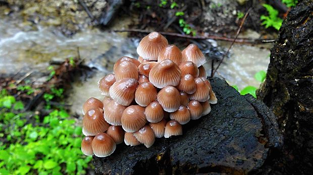 prilbička žltohlúbiková Mycena renati Quél.