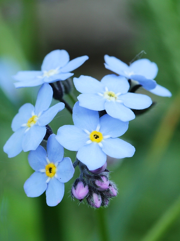 nezábudka Myosotis sp.