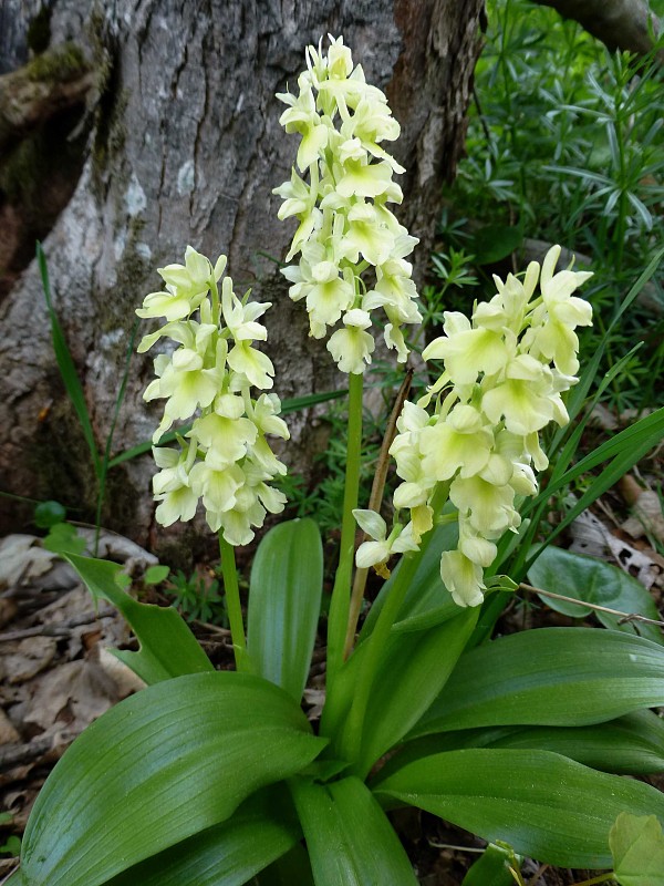 vstavač bledý Orchis pallens L.