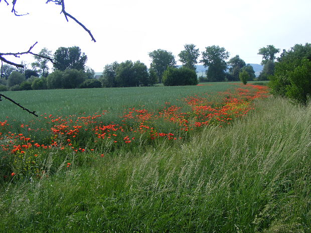 mak vlčí Papaver rhoeas L.