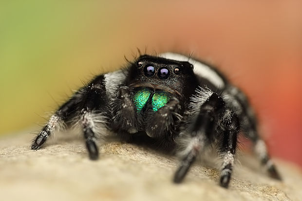 skákavka kráľovská Phidippus regius