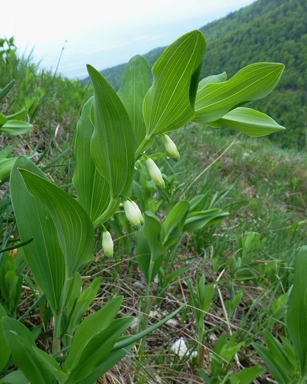 kokorík voňavý Polygonatum odoratum (Mill.) Druce