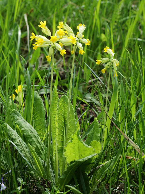 prvosienka jarná Primula veris L.