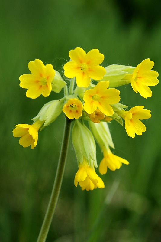 prvosienka jarná Primula veris L.