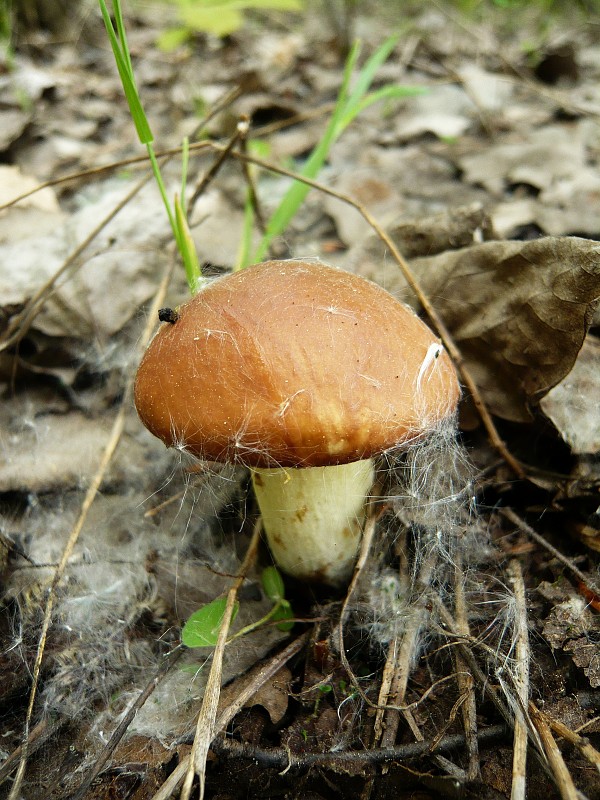 masliak zrnitý Suillus granulatus (L.) Roussel