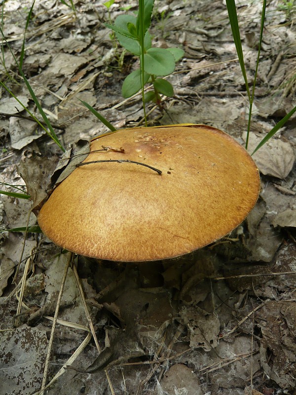 masliak obyčajný Suillus luteus (L.) Roussel