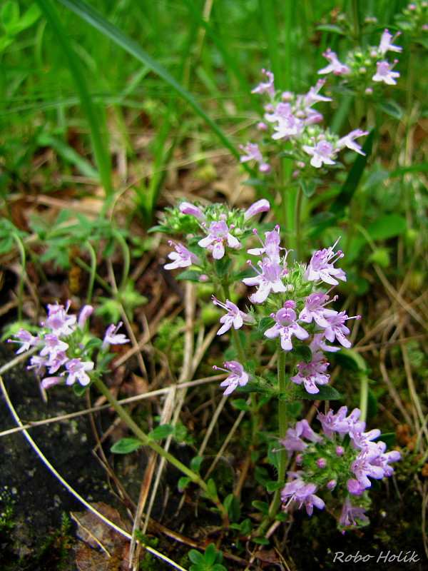 dúška Thymus sp.