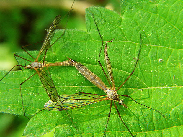 tipula Tipula sp.