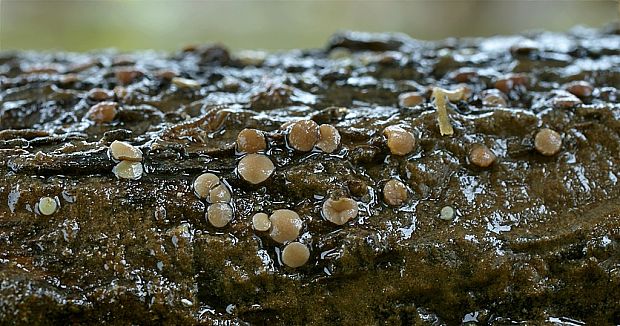 mihavka Vibrissea leptospora (Berk. & Broome) W. Phillips