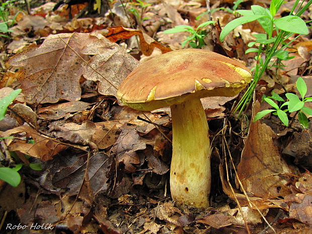 suchohríb červenohnedý Xerocomus ferrugineus (Kuntze) Singer