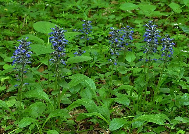 zbehovec plazivý Ajuga reptans L.