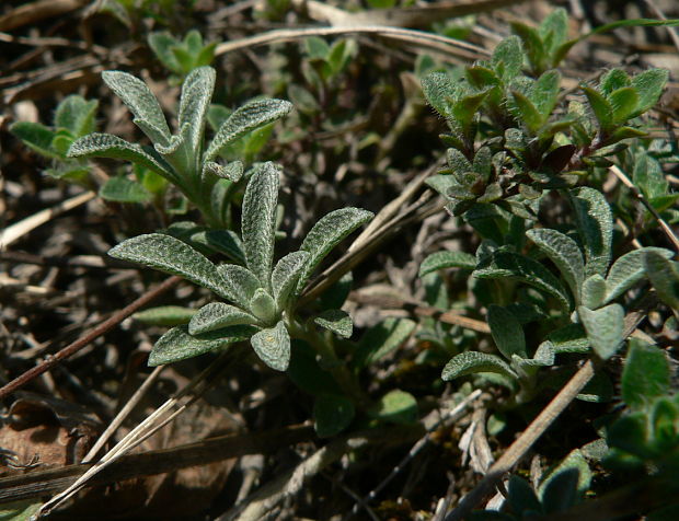tarica kopcová gmelinova Alyssum montanum subsp. gmelinii (Jord.) Hegi et Em. Schmid