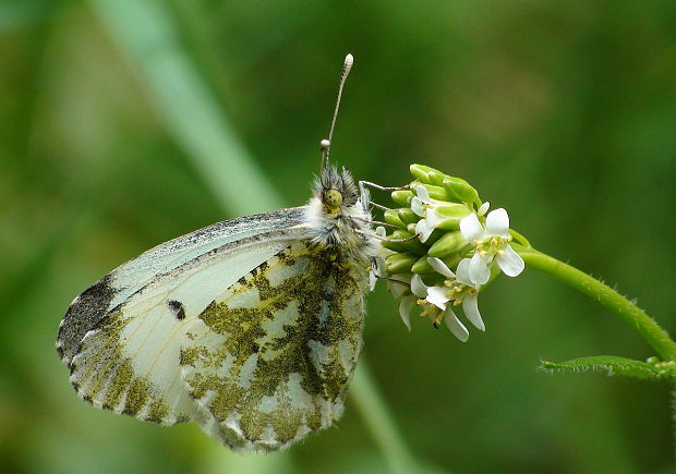 mlynárik žeruchový Anthocharis cardamines L.