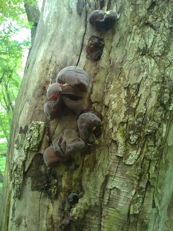 uchovec bazový Auricularia auricula-judae (Bull.) Quél.