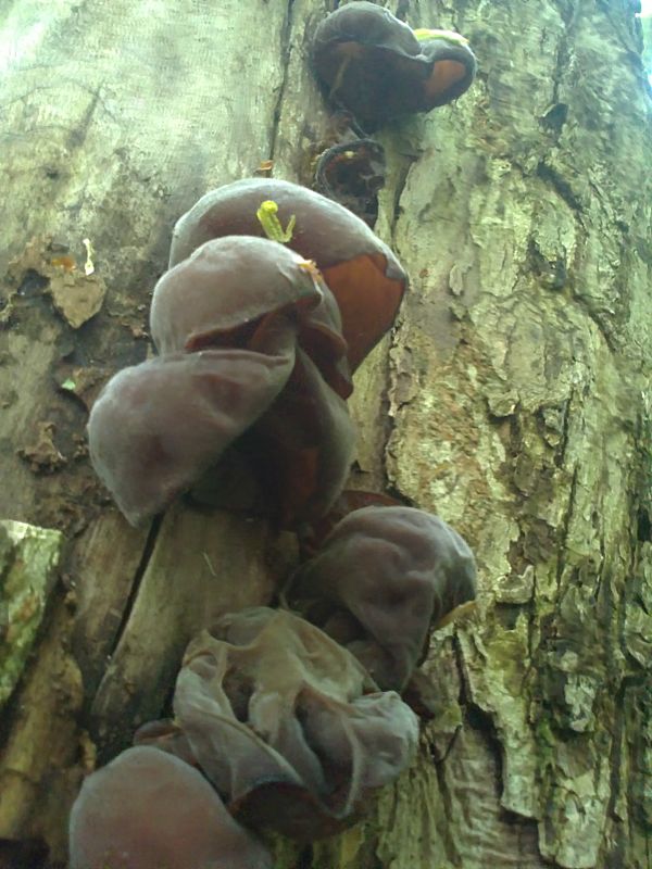 uchovec bazový Auricularia auricula-judae (Bull.) Quél.