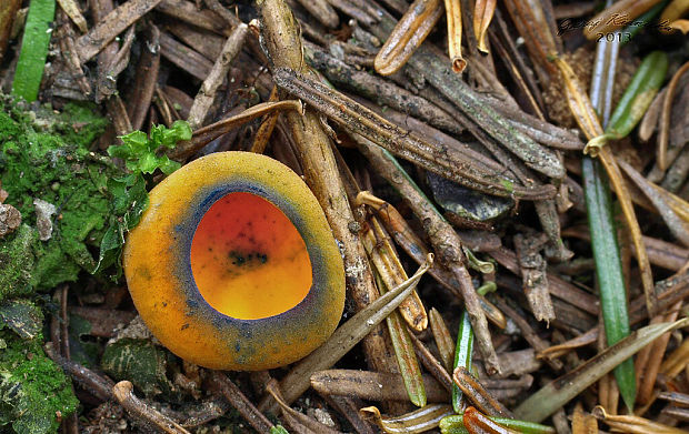 pohárovka ohnivá Caloscypha fulgens (Pers.) Boud.