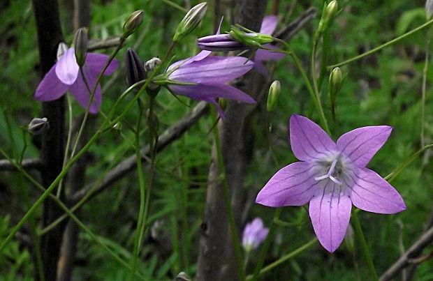 zvonček konáristý Campanula patula L.