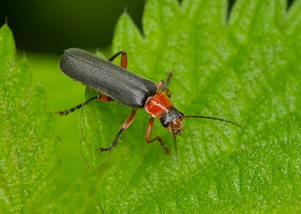 snehuľčík Cantharis pellucida