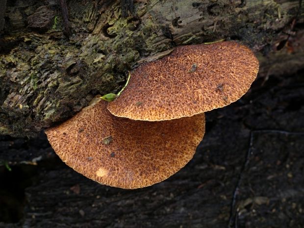 pahliva šafranová Crepidotus crocophyllus (Berk.) Sacc.