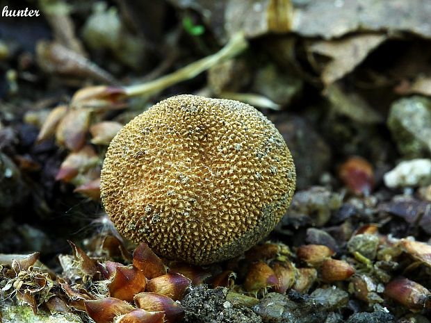 srnka Elaphomyces sp.