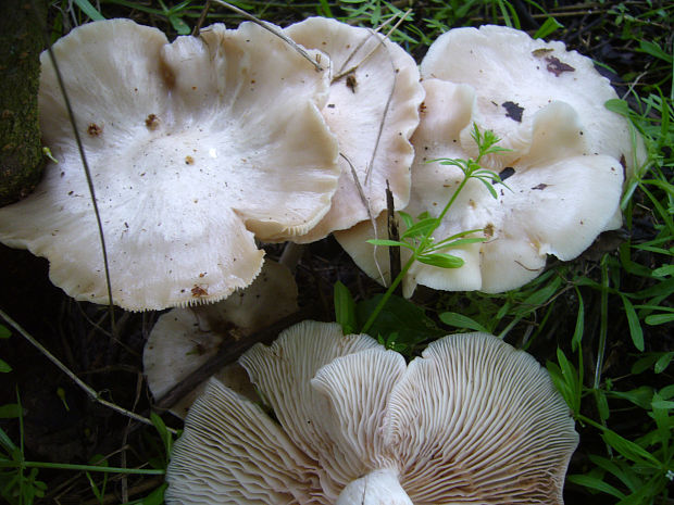 hodvábnica krémová Entoloma sepium (Noulet & Dass.) Richon & Roze