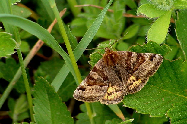 stužkavec hnedý Euclidia glyphica L.