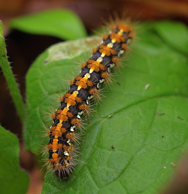 spriadač kostihojový  Euplagia quadripunctaria